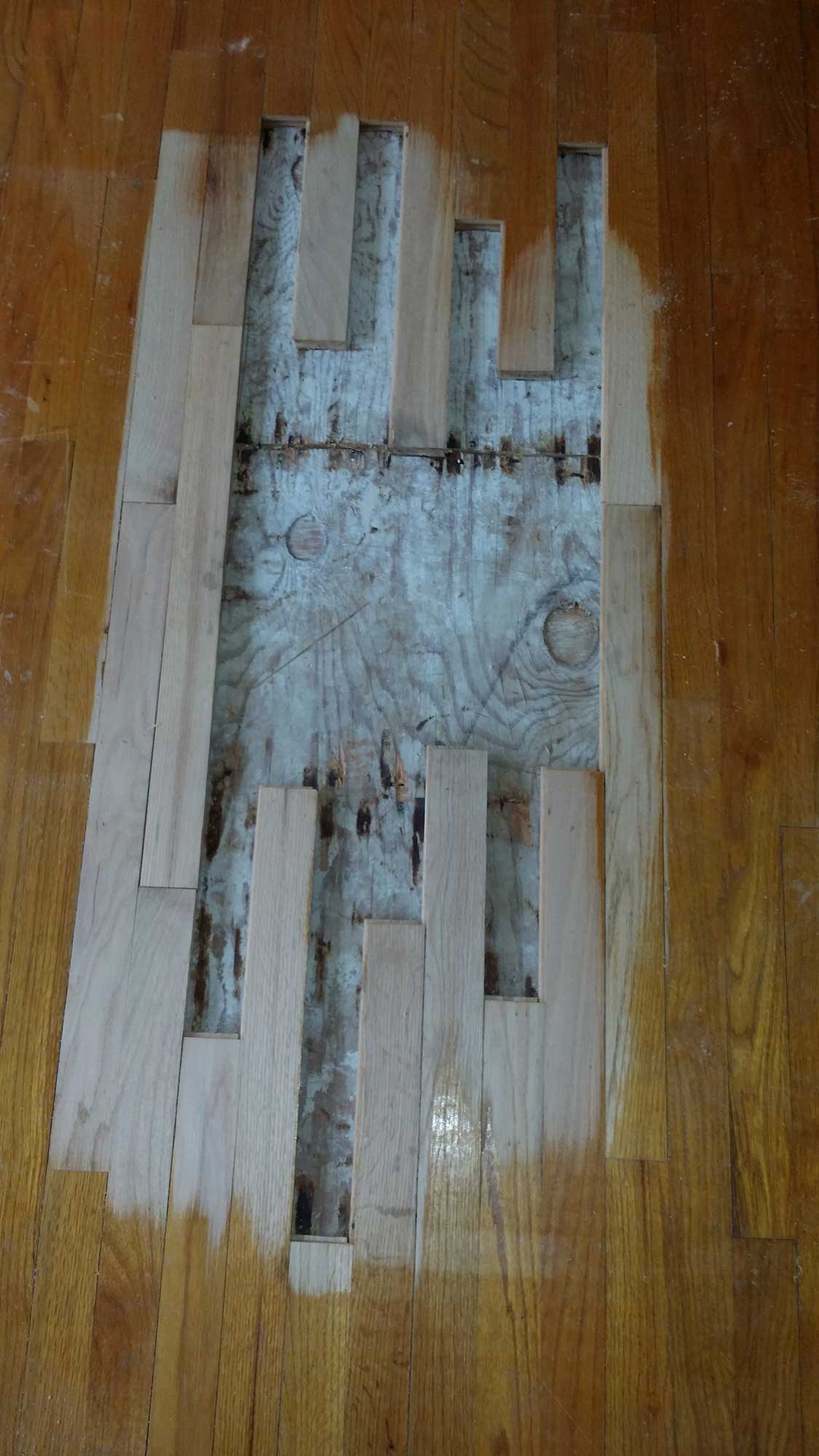 Ann Arbor Hardwood Floors Mi Board, Removing Pet Stains From Hardwood Floors