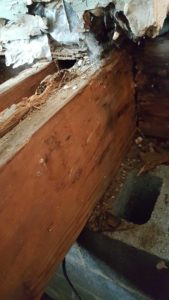 Ann Arbor Hardwood Floors Rotted Joist